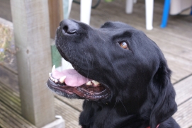 Pepperdog
