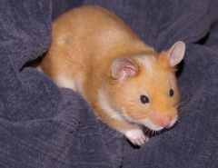 Pig